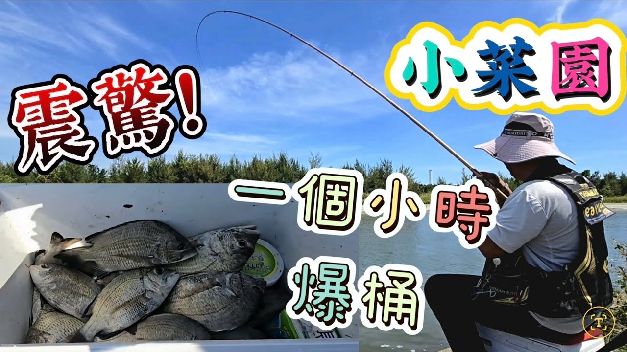 我感覺黑格都回來了！🎣 🤩 一個多小時起魚到手酸。一支意想不到便宜的竿子也能拉出一朵花來喔！ 🥳 🌊 