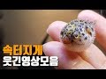 속터지게 웃긴 해수어 먹방 영상모음 Funny Eating Video Collection 해수 속터지게 웃긴 해수어 먹방 영상모음 Funny Eating Video Collection 해수