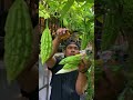 Harvesting Filipino favourite vegetables &ndash; SUPER SARAP!🇵🇭😋