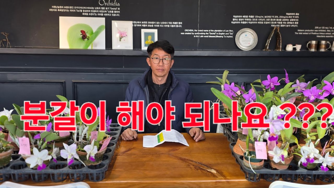 분갈이 할까 ?,  말까 ?  고민 😆          난팔아요 재배법 시간입니다 