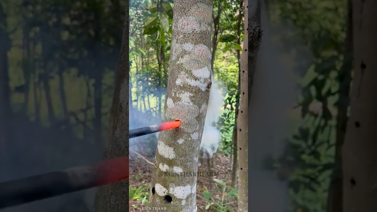 Cách người Trung Quốc tạo gỗ trầm hương từ cây dó bầu #shorts - youtube
