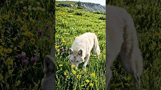 Pale Wolf — Meadow Biome