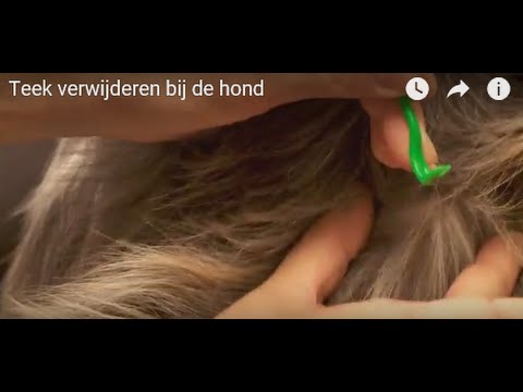 Video: Heeft Mijn Hond Teken? - Teken Verwijderen Bij Honden