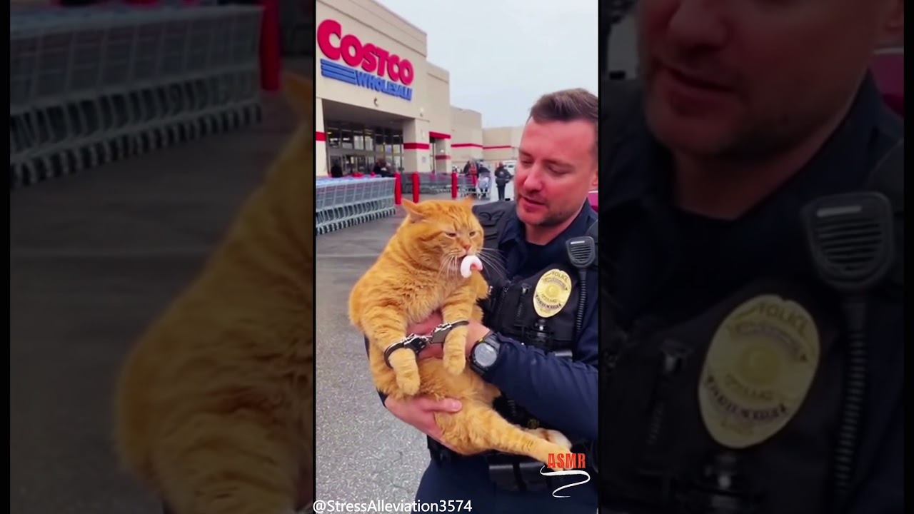 Caught Red Pawed! 🍗 Fat Orange Cat Gets Scolded by Police for Stealing Food 😂🐱 auf YouTube ansehen Caught Red Pawed! 🍗 Fat Orange Cat Gets Scolded by Police for Stealing Food 😂🐱 auf YouTube ansehen