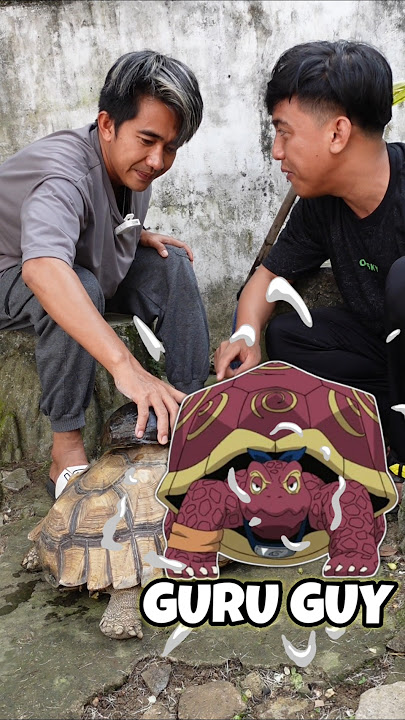 THIS IS THE AMBON TORTOISE'S REACTION WHEN IT MEETS SULCATA