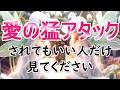※聴いた直後の効果がヤバすぎた！狂ったように愛されます♡脈ナシだと思っていたお相手様から愛で溢れた連絡が来る！超いきなり告白される！超強力な恋愛成就の暗示が入った『恋愛運が上がる音楽』