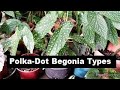 Different Types of "Polka Dot" Cane Begonia Collection