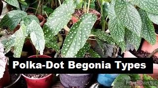 Different Types of "Polka Dot" Cane Begonia Collection