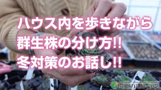 【多肉植物】ハウス内を歩きながら群生株の分け方!!冬対策のお話しをしました!!【succulent】トロピカルガーデン