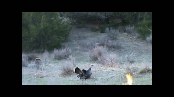 Thunder Chicken Smack Down