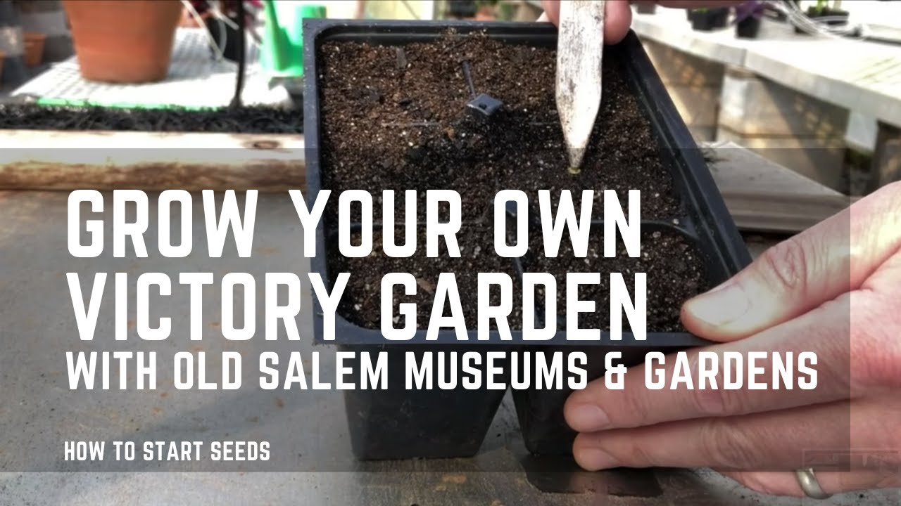 How to Grow Your Own Victory Garden: How to Start Seeds