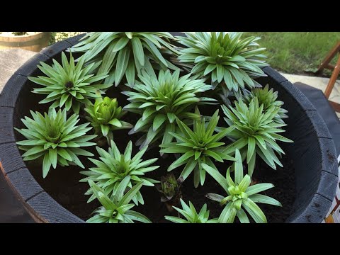 Video: Asiatic Lily Care - Cum să crești crini asiatici
