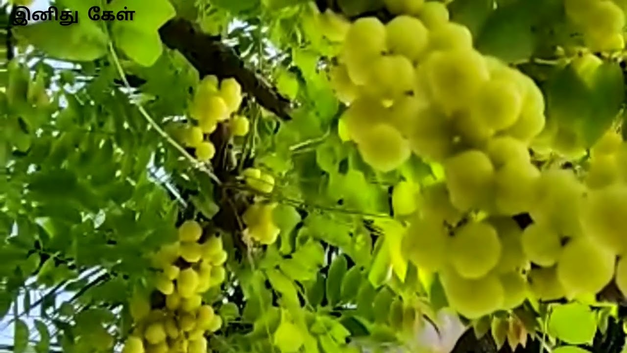 Flower Love|nature love|Ooty|melody|relax|mindfullines|Tamil|watsapp status