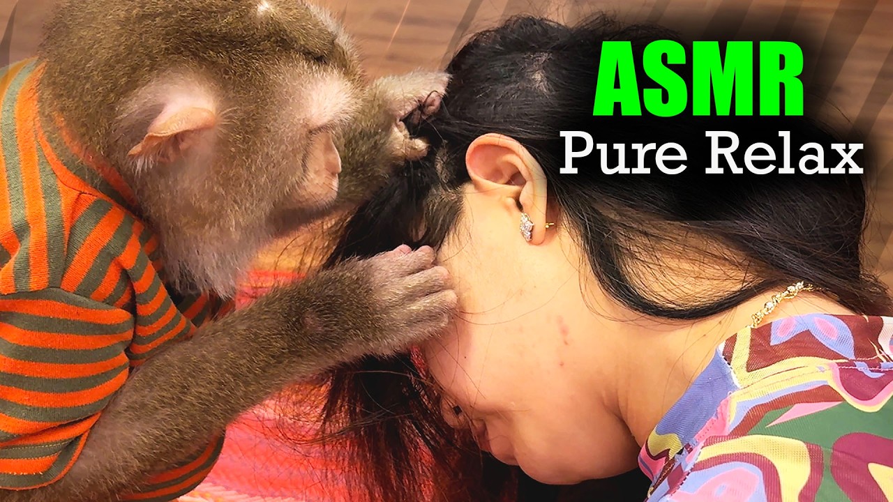 Real ASMR Monkey Grooming (No Talking) | Deep Scalp Tapping & Tingly Mouth Sounds