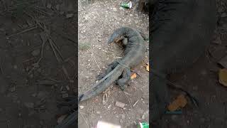 jual biawak monster