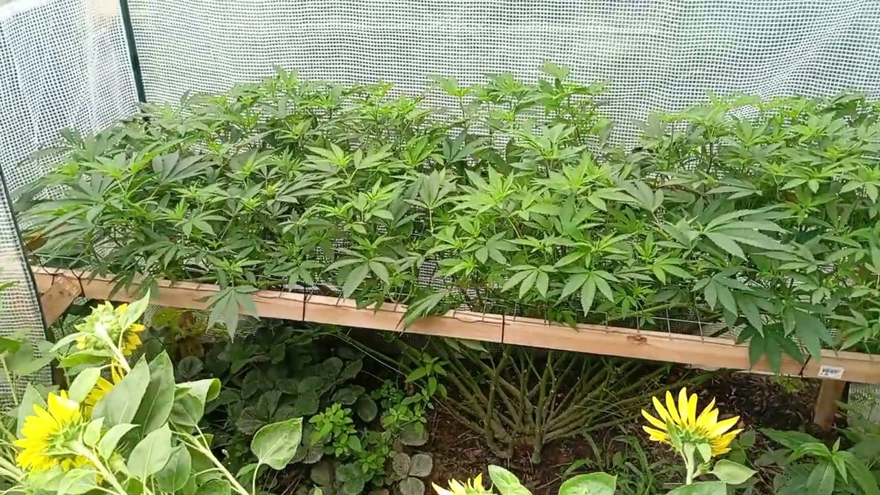 Barneys Farm Strawberry Lemonade Grow Outdoor Bio