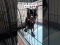 保護猫が失明 #shorts#Shorts#shortsfeed