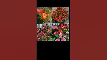 Thumbnail of #cover #music #flowers #lifeisbutadream