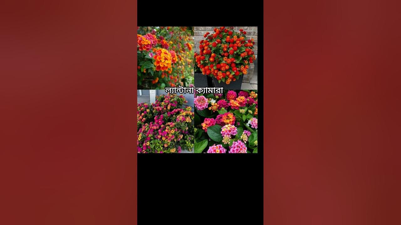 #cover #music #flowers #lifeisbutadream