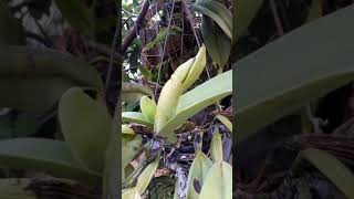 Orquidea Cattleya Resolveu Soltar Botoes A Mais De Dois Anos Sem Flor