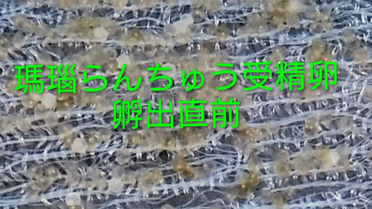 らんちゅう　受精卵 当店限定 らんちゅうプレミアム受精卵販売｜金魚・らんちゅうのこと
