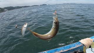 置き去り貸ボートでアジ100匹とキス釣りの仕掛けと餌はコレ