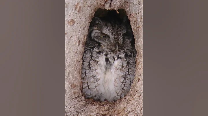 Eastern Screech Owl...watch in full screen, HD