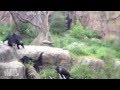 Chimp Tosses Raccoon Like a Frisbee