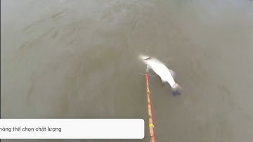 Thực Tế 40fe mẫu mới | bán dan công xuất lớn | đánh bắt khô chê vào đâu được | 0369051161