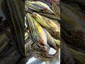 #bestfishingtechniques #fishing #riverhookfishing #funny #villagefishing #food #fish #funnyanimal #n
