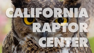Welcome to the California Raptor Center