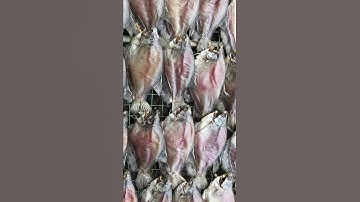 Cơ sở sản xuất khô sặc bổi U Minh - Cà Mau.