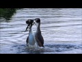 Great Crested Grebe Courtship Ritual / Futen Balts Ritueel (Podiceps Cristatus)