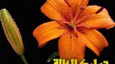 الشيخ احمد ميهوب وتلاوة عطرة مباركة مرتلة من سورة السجدة