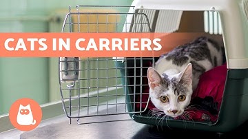 How to Get a CAT Used to a CARRIER? 🐱 (6 Tips)