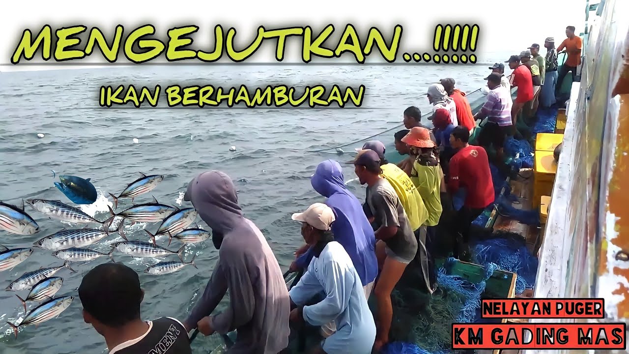 AKSI MENGEJUTKAN!!! Nelayan puger jember berhasil menangkap ikan bonito/aluran