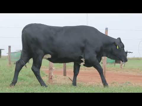 LOTE 183 1095CY