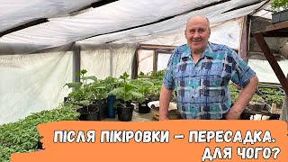 Після пікіровки — пересадка.  Для чого?