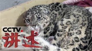 《讲述》 雪山来客（下）受伤雪豹在24天的接力救助下逐渐回归野性 20180731 | CCTV科教