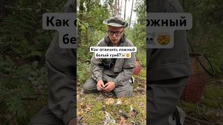 Как отличить ложный белый гриб или горчак? ☠️🤯