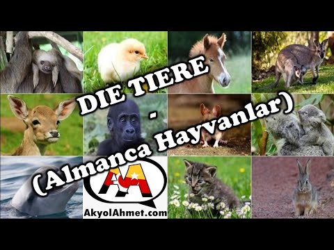 Die Tiere - Almanca Hayvanlar