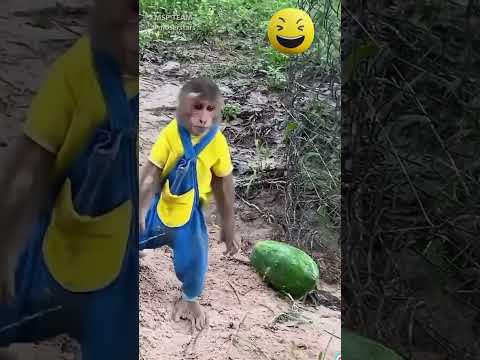 обезьяны рулят 🤣🤣🤣 monkey #обезьяны #monkey #приколы #funny #смешнойшортс #смешновидео #animals