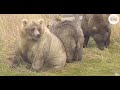 The story of Bear 503 Cubadult