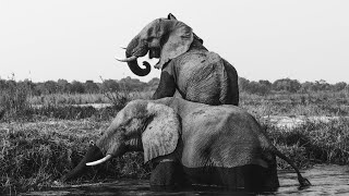 No-Frame Elephant Monochromatic TV Art | Exotic Wildlife Black and White Photography | Frame TV Art