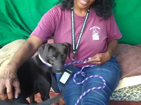 puppy paradise A5084364 Lily | German Pinscher/Italian Greyhound Puppy