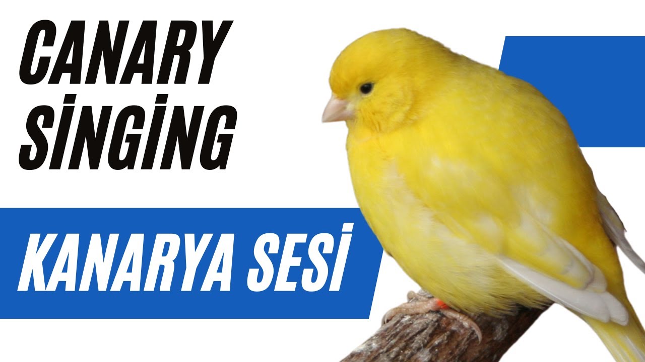 Достигните идеального пения канарейки с помощью советов экспертов