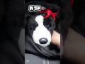go on an outing to the mall with me and W0oner ✨️🇺🇸🐶 #essa #essasarevalid #bordercollie