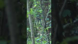 Airsoft ghillie sniper shots #airsoft #gameplay