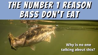 The Number 1 Reason Why Bass Don't Eat (NO ONE TALKS ABOUT IT)