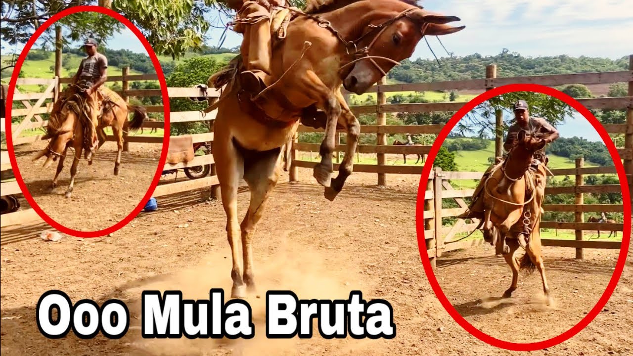 Mula Brava pulou de novo 😱